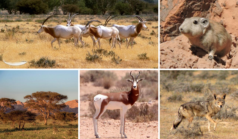 BOUHEDMA NATIONAL PARK